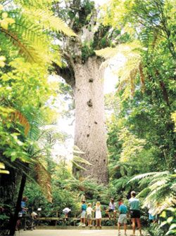 Giant Kauri Tree Tane Mahuta