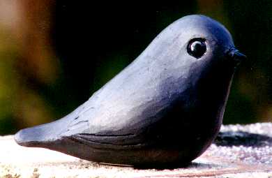 Chatham Island Black Robin