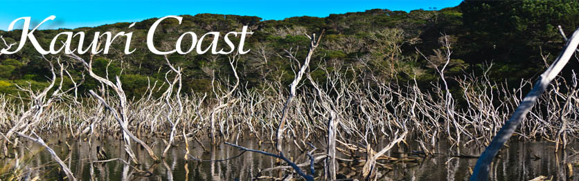 Kauri Coast News and Views
