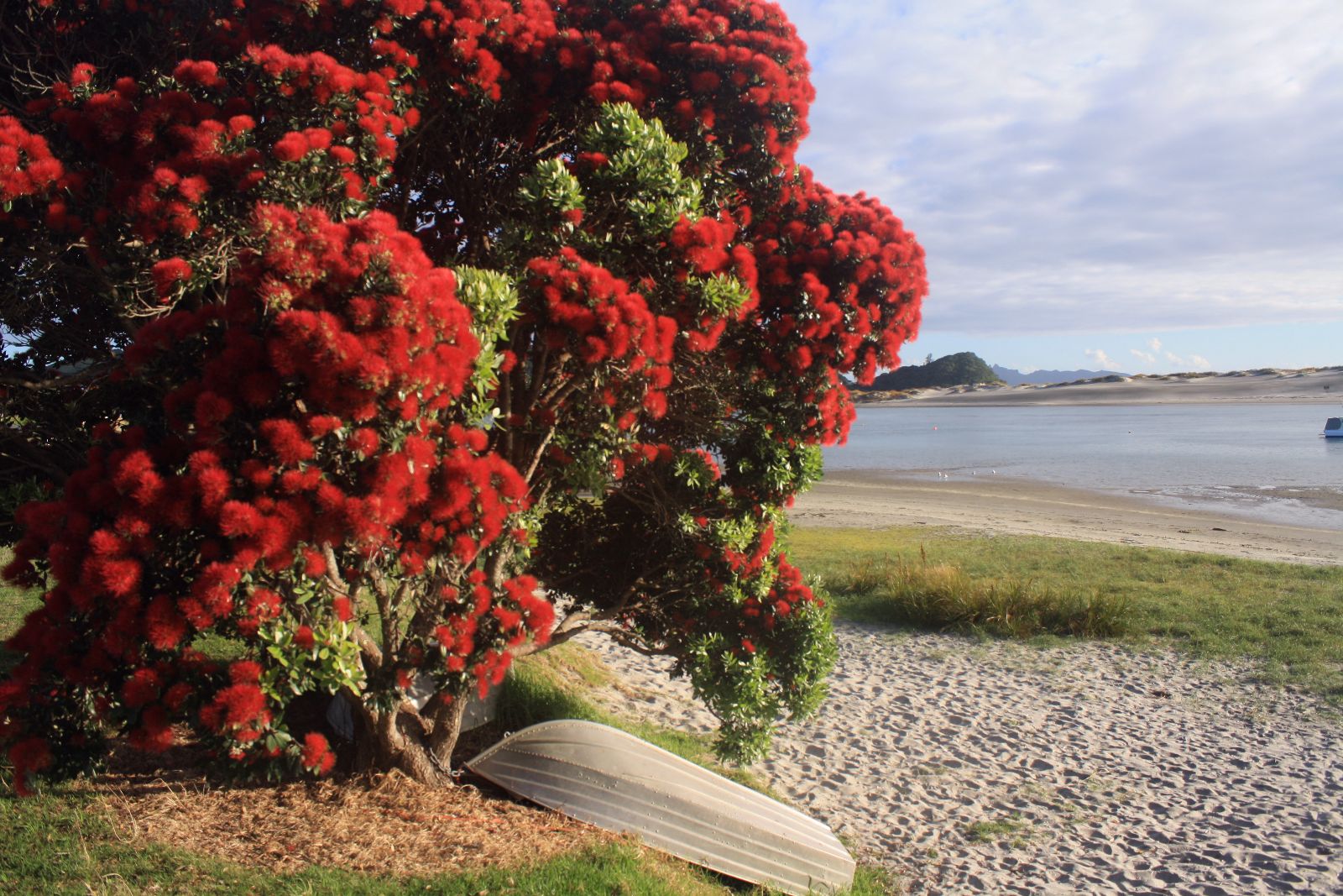 Pohutakawa at Mangawhai