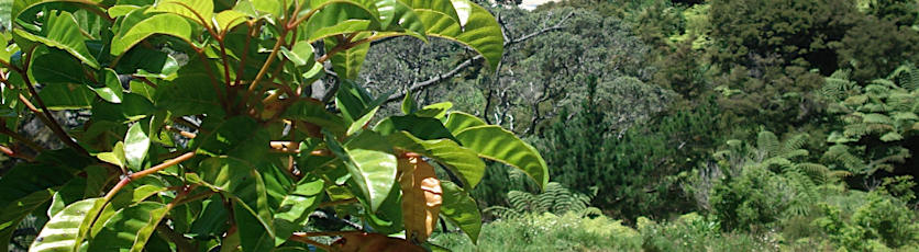 Harrison's Bush Scenic Reserve