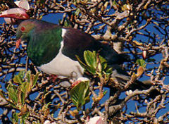 Keruru - native wood pidgeon