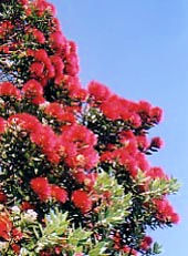 Pohutukawa in bloom