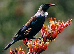 Tui on a flax flower 