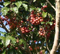 Puriri Berries